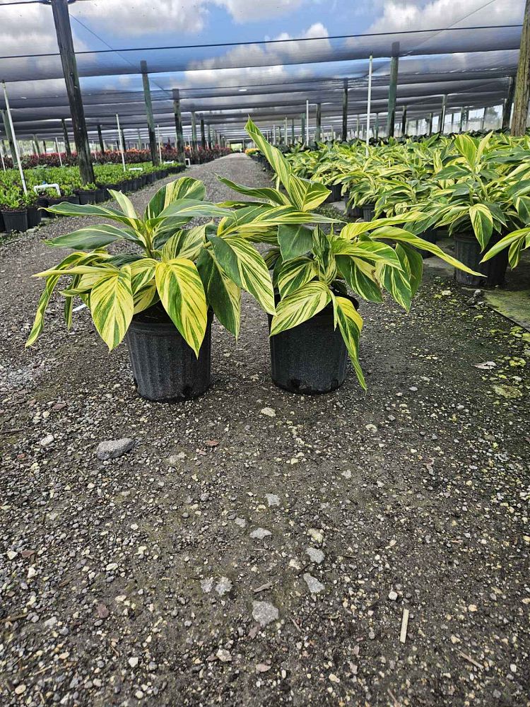 alpinia-zerumbet-variegata-shell-ginger-variegated