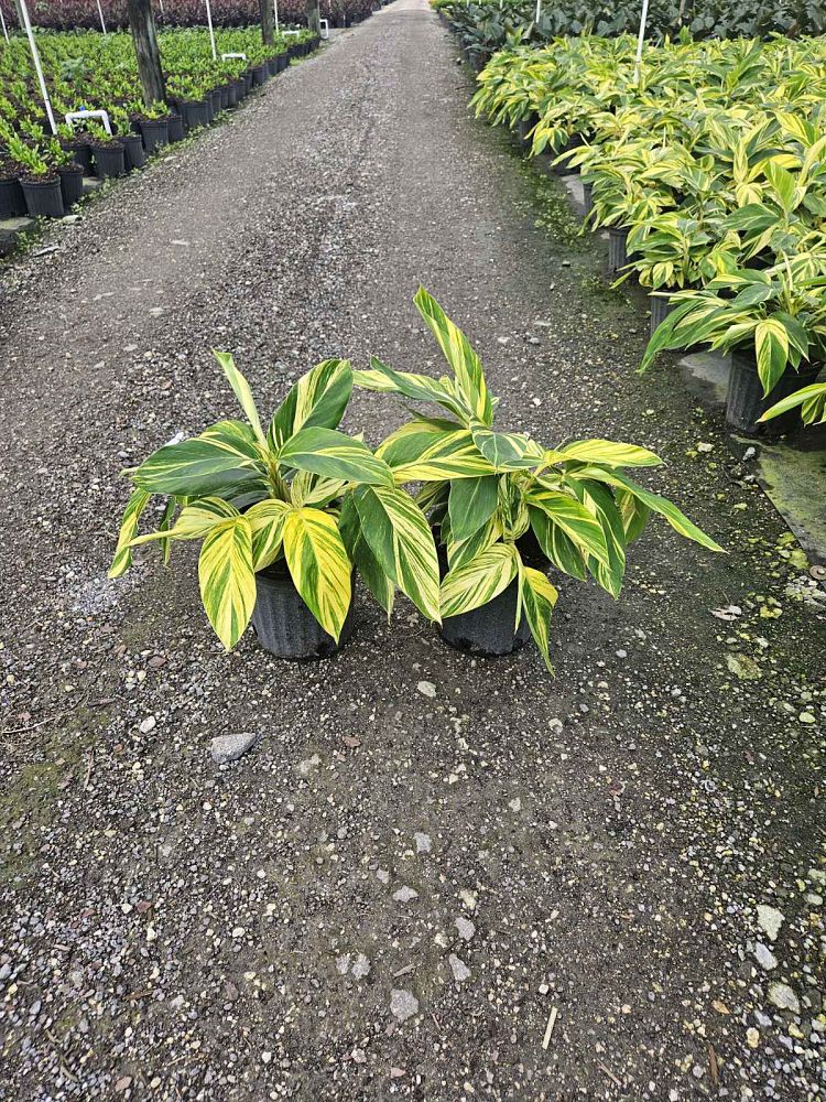 alpinia-zerumbet-variegata-shell-ginger-variegated