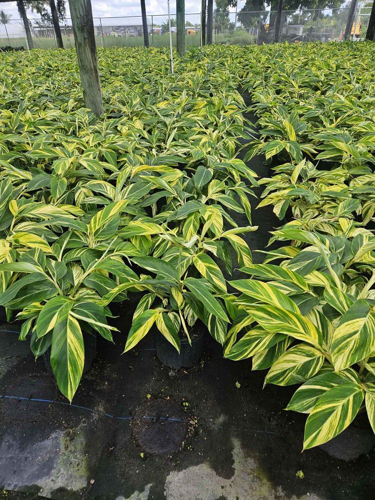 alpinia-zerumbet-variegata-shell-ginger-variegated