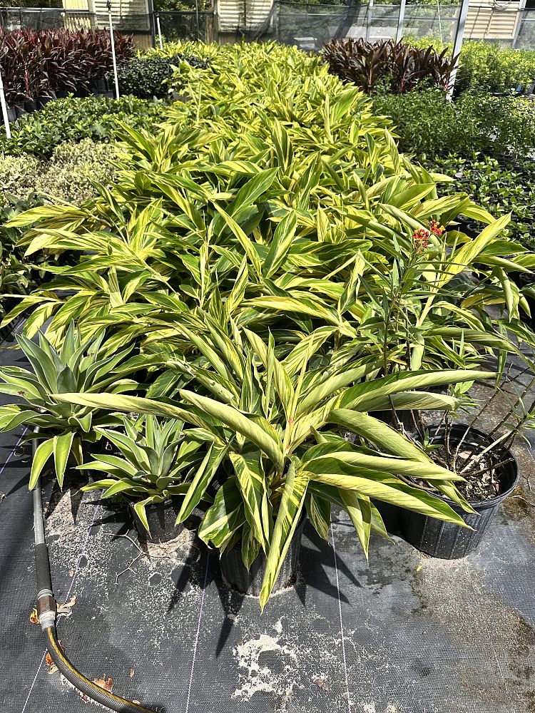 alpinia-zerumbet-variegata-shell-ginger-variegated