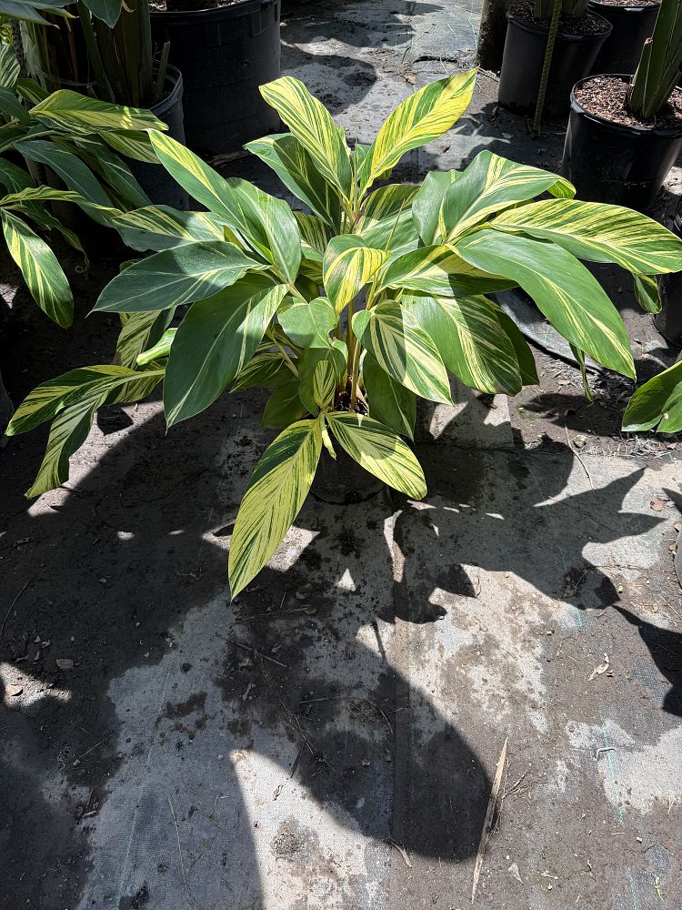 alpinia-zerumbet-variegata-shell-ginger-variegated