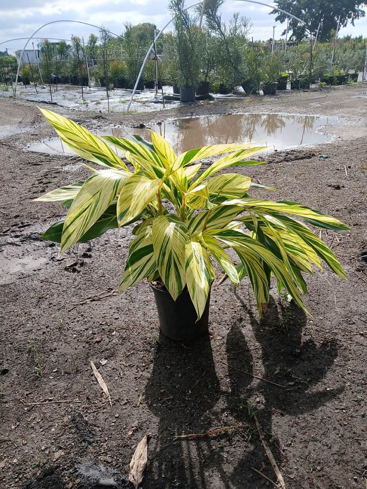 alpinia-zerumbet-variegata-shell-ginger-variegated