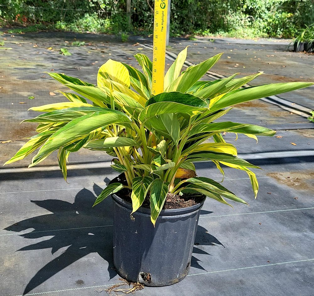 alpinia-zerumbet-variegata-shell-ginger-variegated