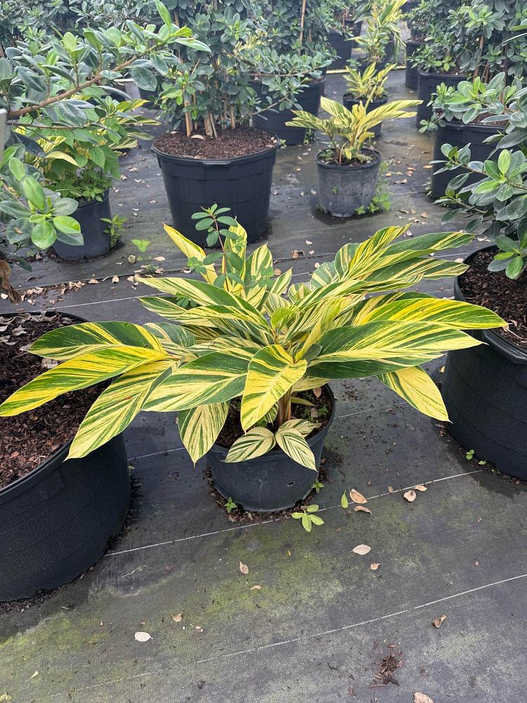 alpinia-zerumbet-variegata-shell-ginger-variegated
