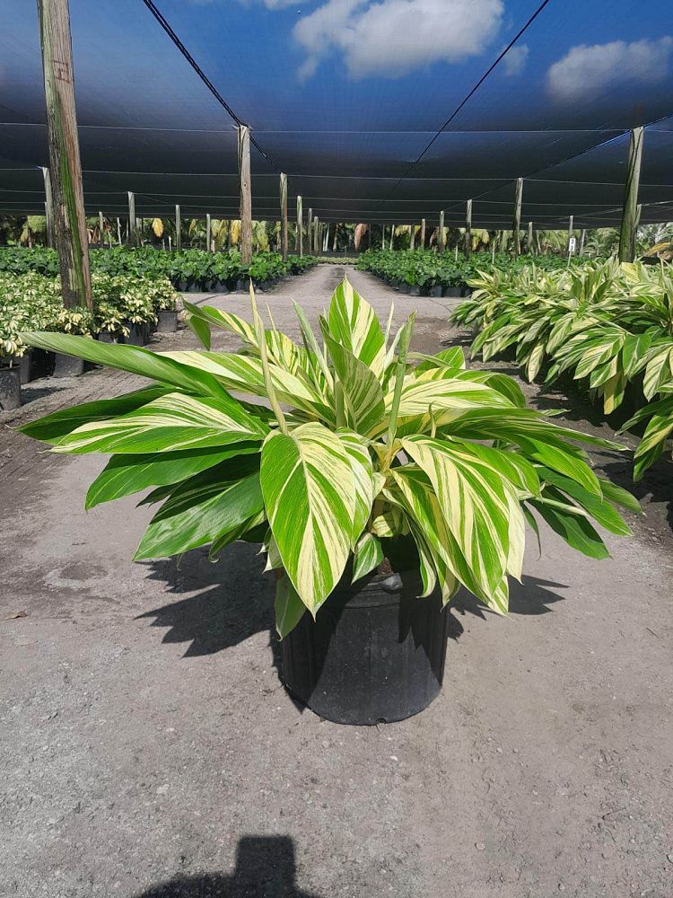 alpinia-zerumbet-variegata-shell-ginger-variegated