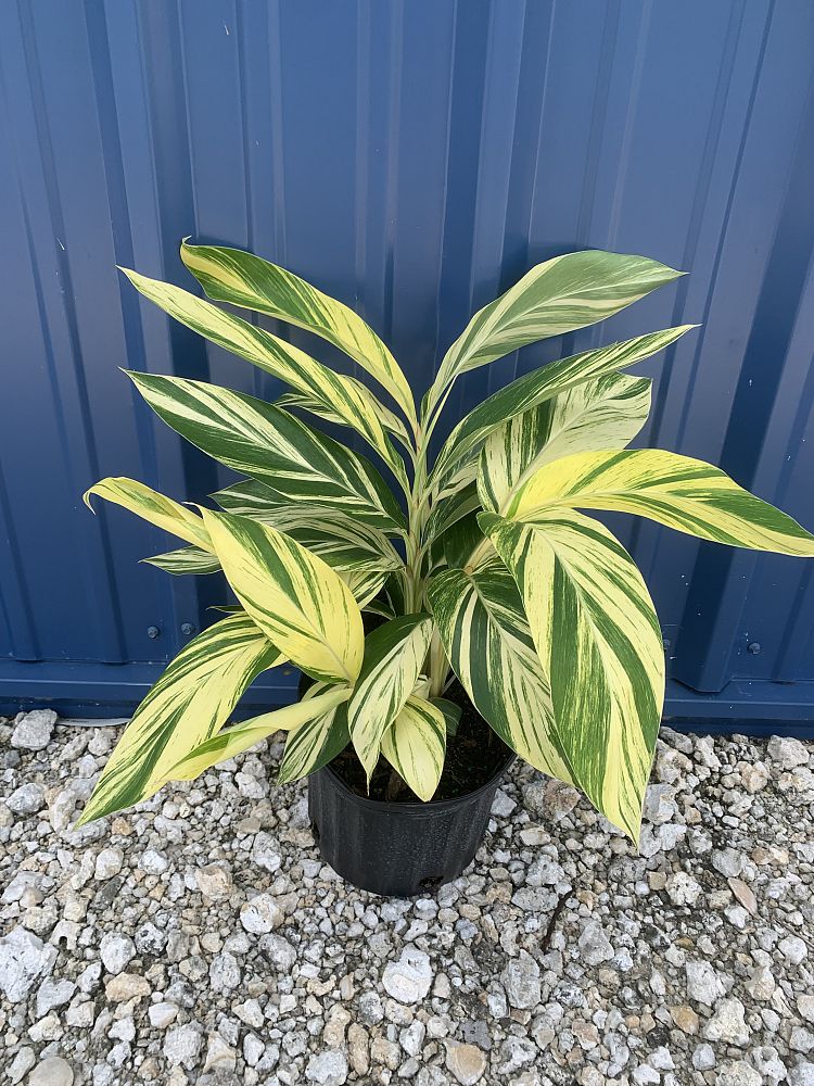 alpinia-zerumbet-variegata-shell-ginger-variegated