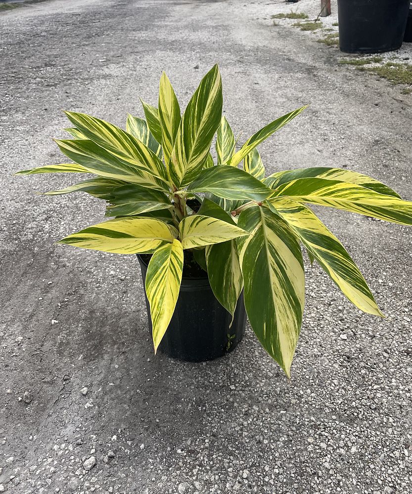 alpinia-zerumbet-variegata-shell-ginger-variegated