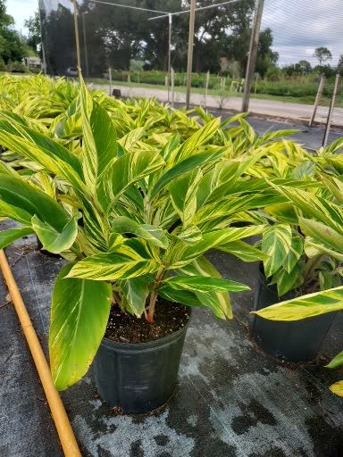 alpinia-zerumbet-variegata-shell-ginger-variegated