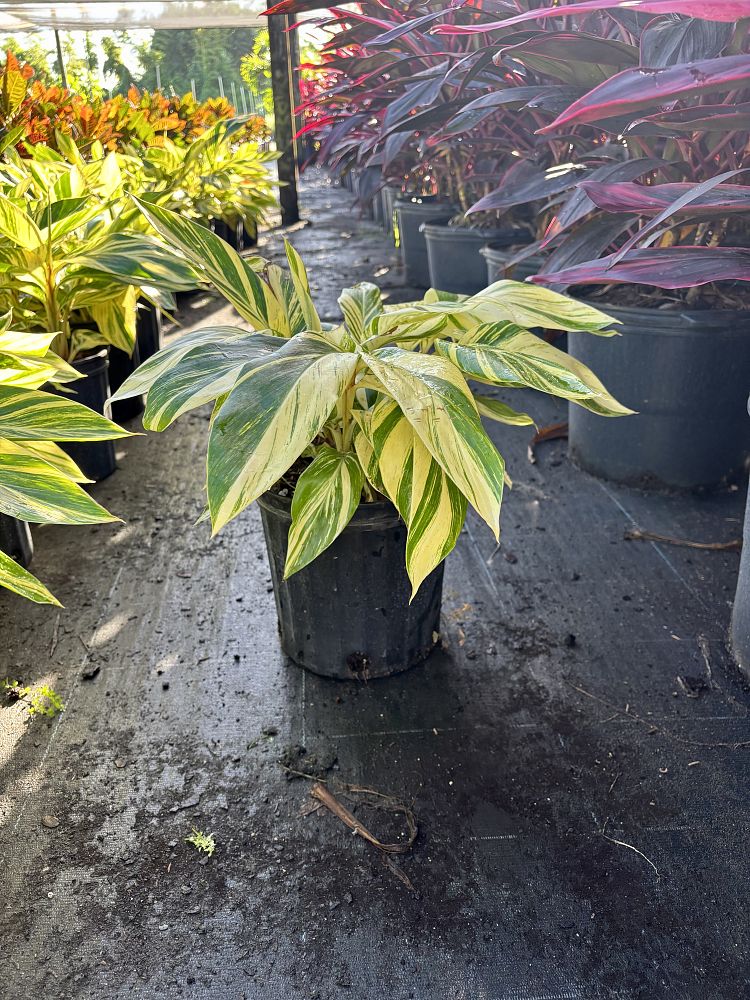 alpinia-zerumbet-variegata-shell-ginger-variegated