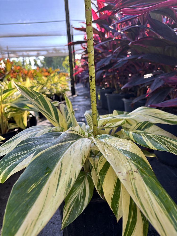alpinia-zerumbet-variegata-shell-ginger-variegated