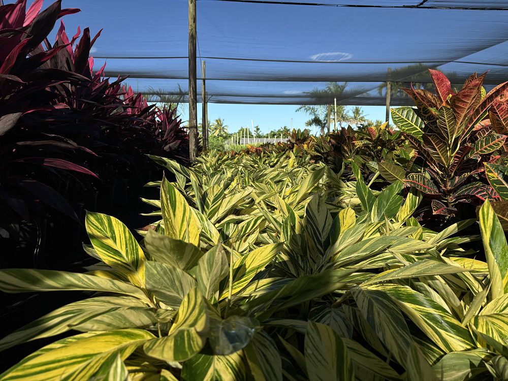 alpinia-zerumbet-variegata-shell-ginger-variegated