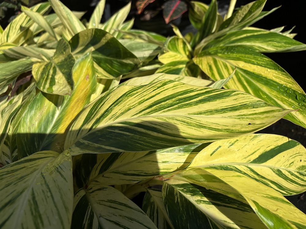 alpinia-zerumbet-variegata-shell-ginger-variegated
