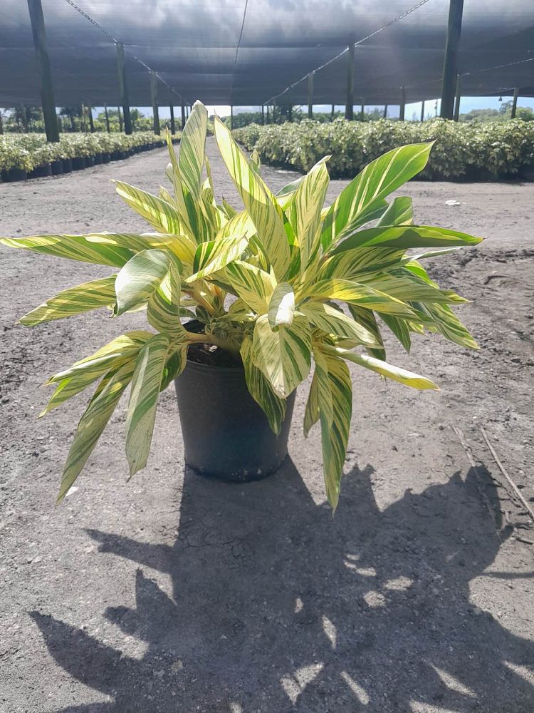 alpinia-zerumbet-variegata-shell-ginger-variegated