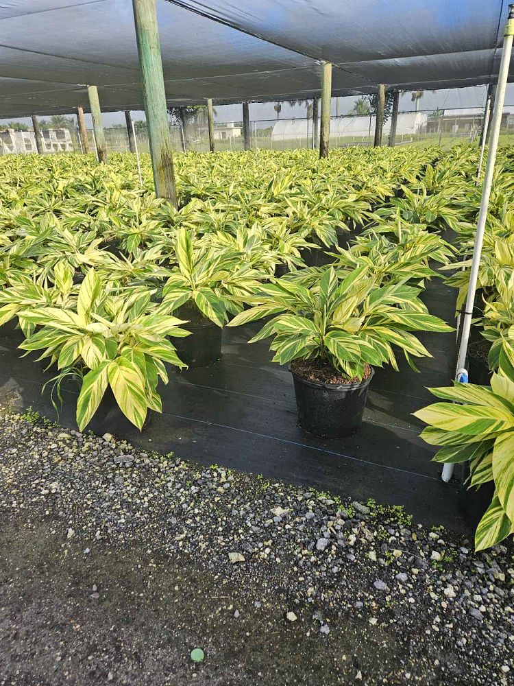 alpinia-zerumbet-variegata-shell-ginger-variegated