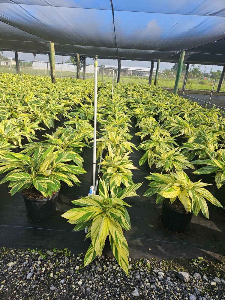 alpinia-zerumbet-variegata-shell-ginger-variegated