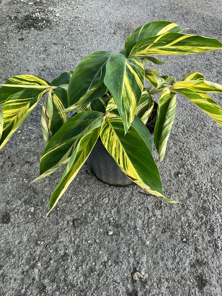 alpinia-zerumbet-variegata-shell-ginger-variegated