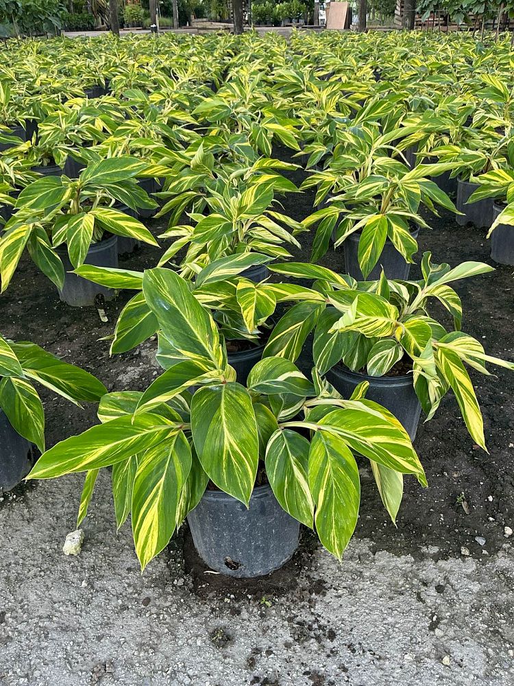 alpinia-zerumbet-variegata-shell-ginger-variegated