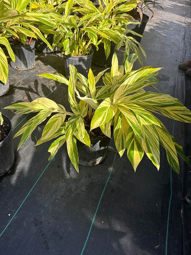alpinia-zerumbet-variegata-shell-ginger-variegated
