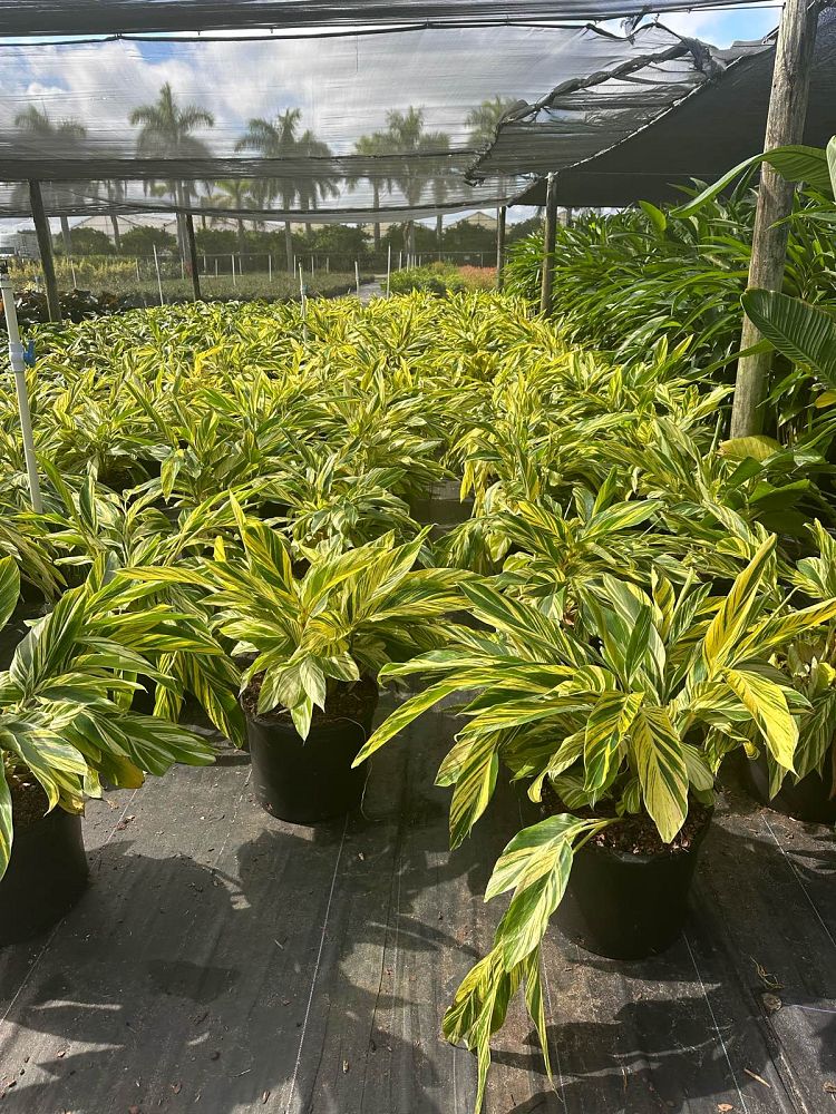 alpinia-zerumbet-variegata-shell-ginger-variegated