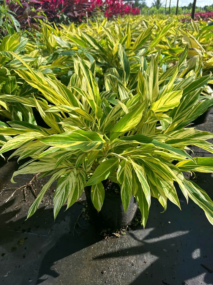 alpinia-zerumbet-variegata-shell-ginger-variegated