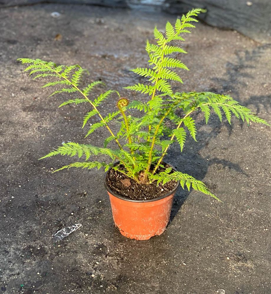 alsophila-australis-australian-tree-fern