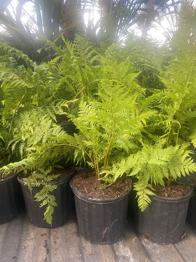 alsophila-australis-australian-tree-fern