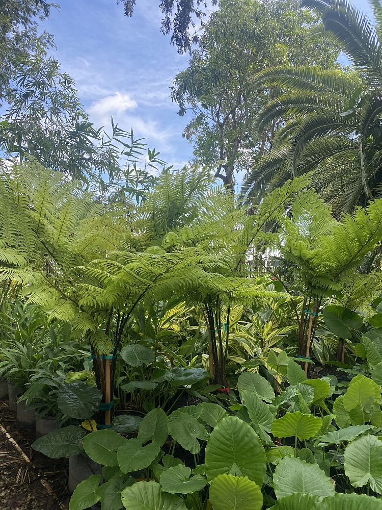 alsophila-australis-australian-tree-fern