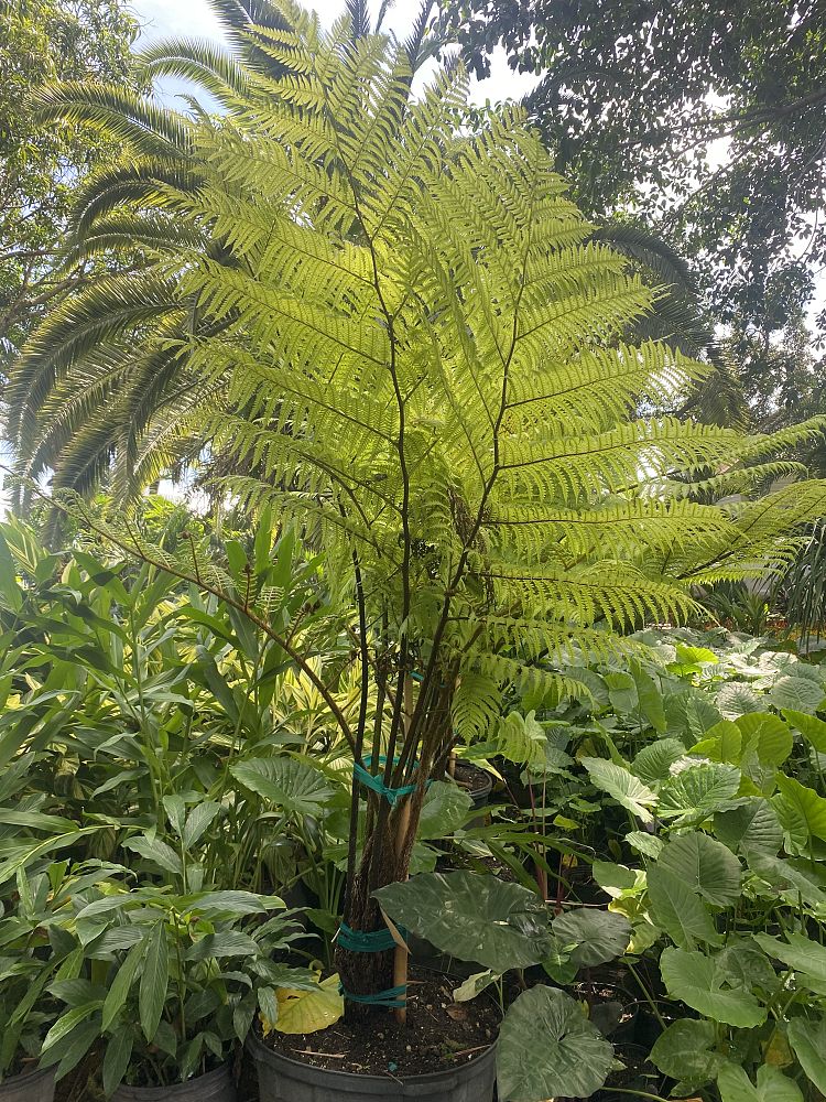 alsophila-australis-australian-tree-fern