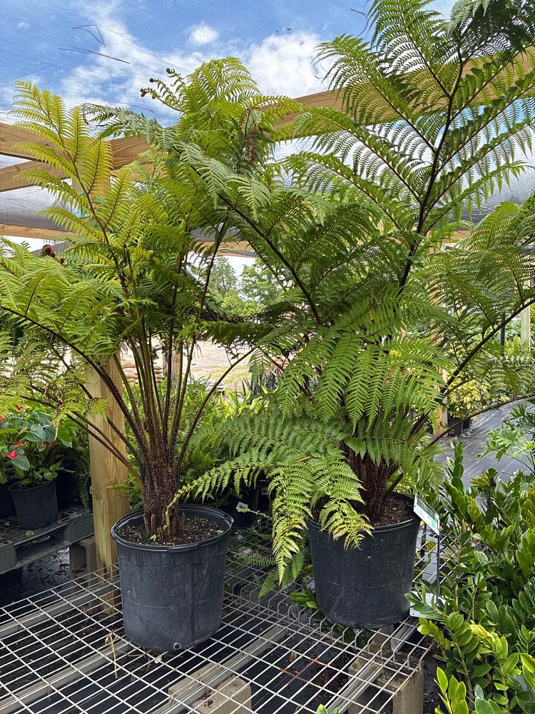 alsophila-australis-australian-tree-fern