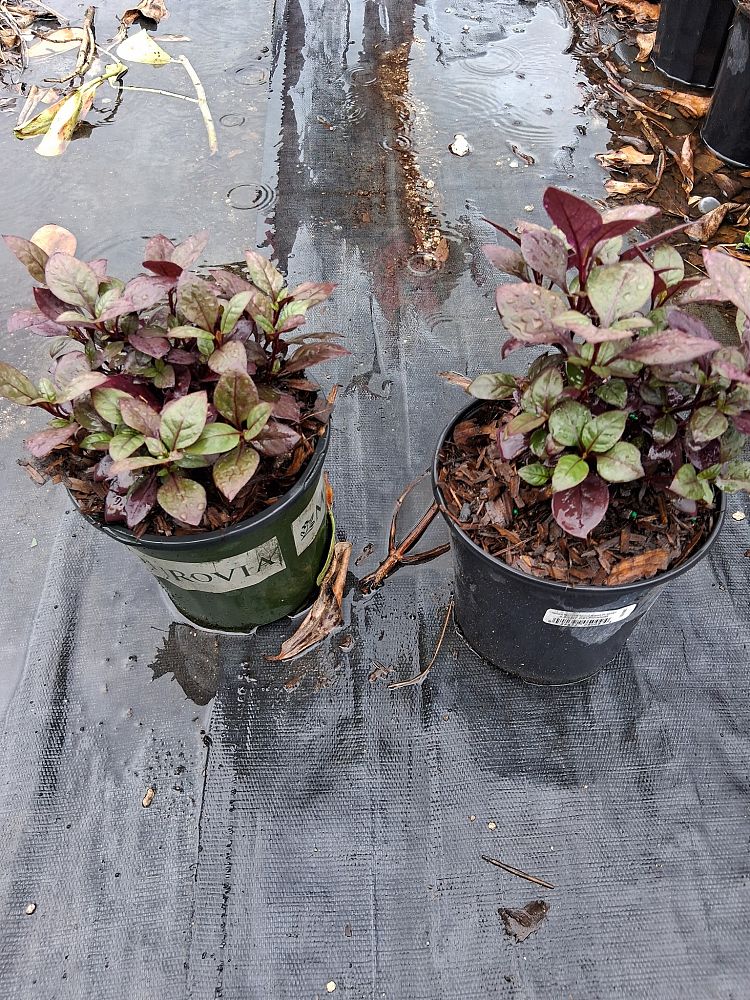alternanthera-brasiliana-calico-plant-joy-weed-parrot-leaf-ruby-leaf