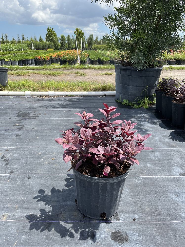 alternanthera-brasiliana-calico-plant-joy-weed-parrot-leaf-ruby-leaf
