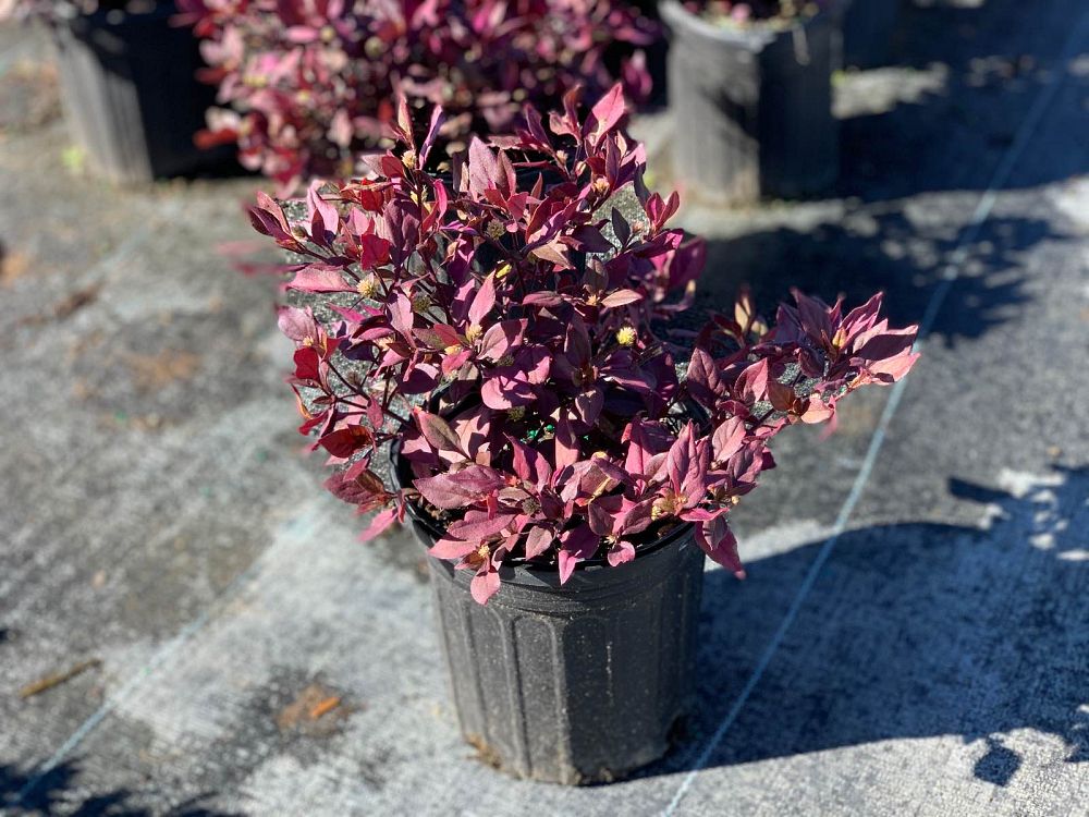 alternanthera-brasiliana-little-ruby-calico-plant-joy-weed-parrot-leaf-ruby-leaf