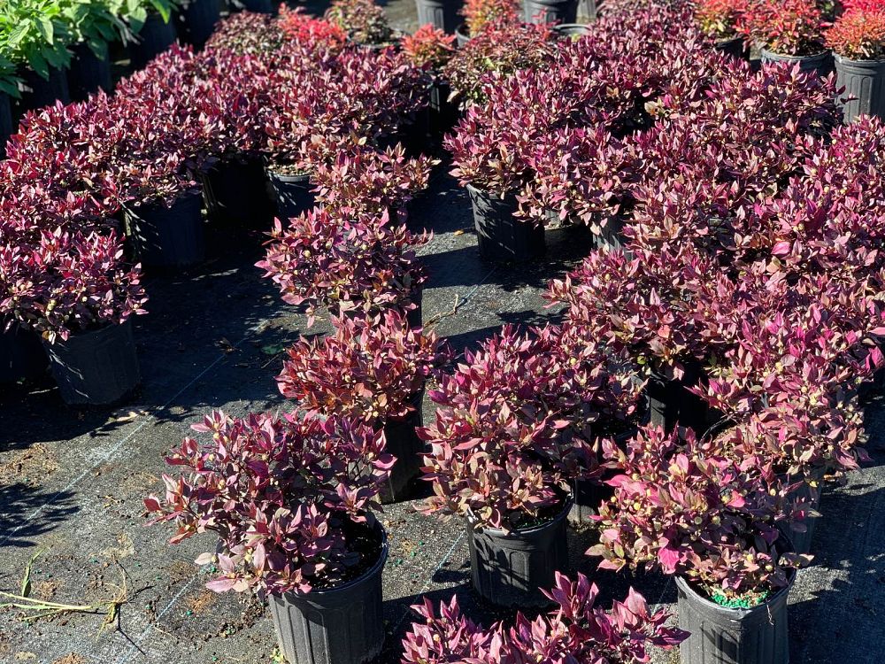 alternanthera-brasiliana-little-ruby-calico-plant-joy-weed-parrot-leaf-ruby-leaf