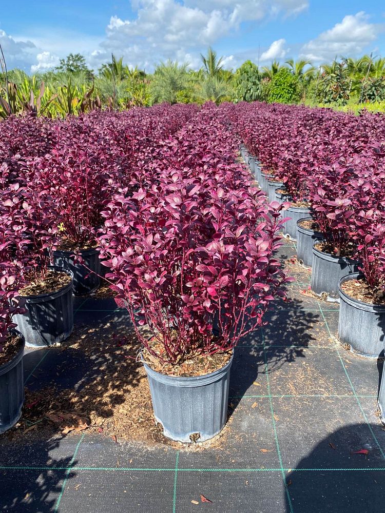 alternanthera-brasiliana-little-ruby-calico-plant-joy-weed-parrot-leaf-ruby-leaf