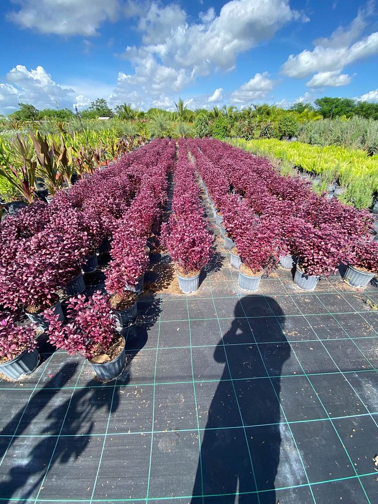 alternanthera-brasiliana-little-ruby-calico-plant-joy-weed-parrot-leaf-ruby-leaf