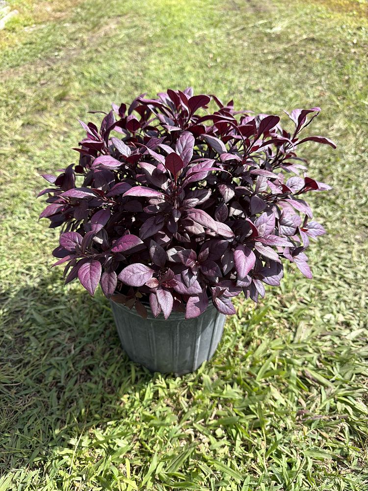 alternanthera-brasiliana-little-ruby-calico-plant-joy-weed-parrot-leaf-ruby-leaf