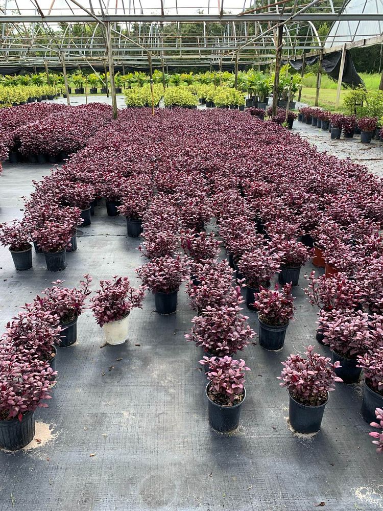 alternanthera-brasiliana-purple-knight-calico-plant-joy-weed-parrot-leaf-ruby-leaf