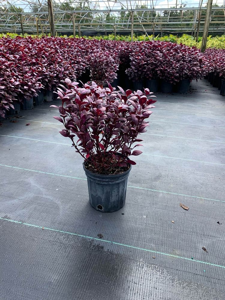 alternanthera-brasiliana-purple-knight-calico-plant-joy-weed-parrot-leaf-ruby-leaf
