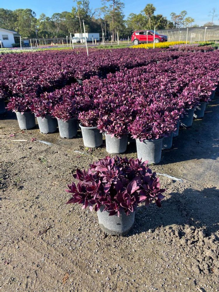 alternanthera-dentata-little-ruby-joseph-s-coat-joyweed