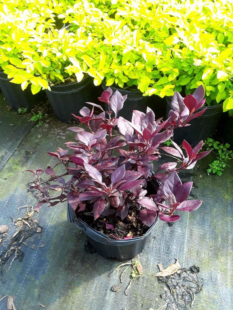 alternanthera-dentata-little-ruby-joseph-s-coat-joyweed