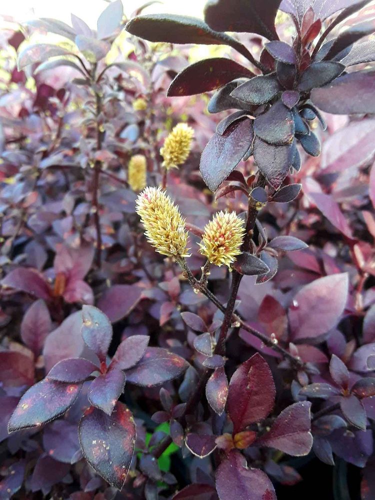 alternanthera-dentata-little-ruby-joseph-s-coat-joyweed