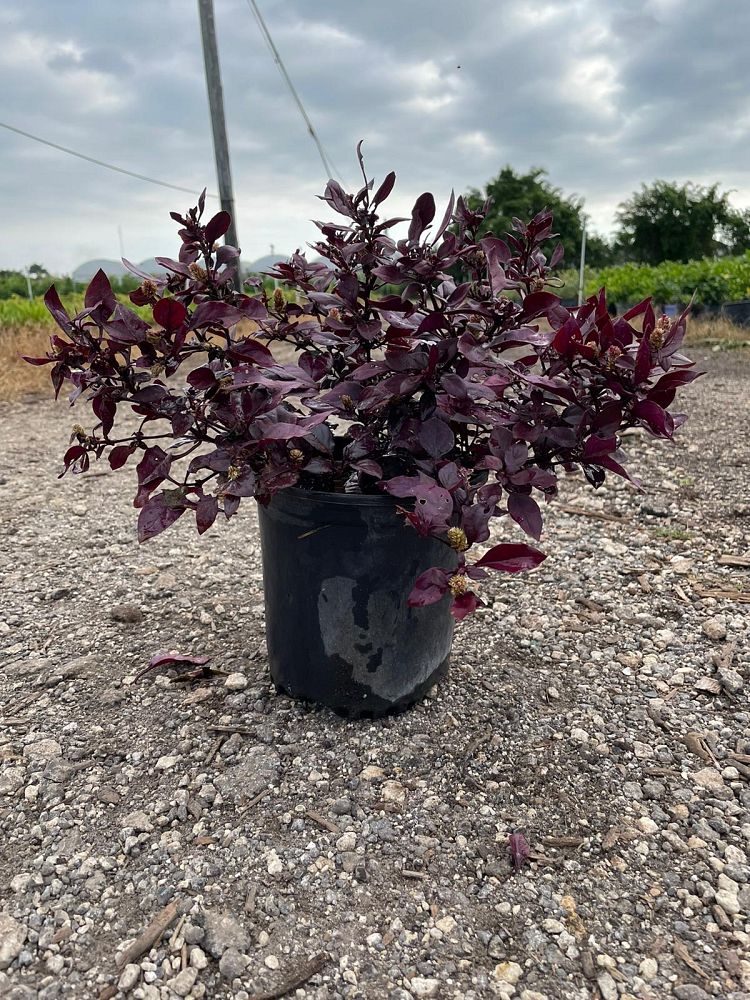 alternanthera-dentata-little-ruby-joseph-s-coat-joyweed