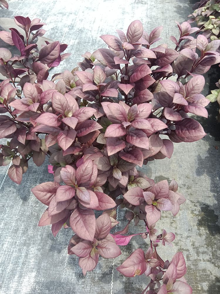 alternanthera-dentata-little-ruby-joseph-s-coat-joyweed