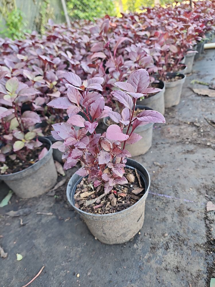 alternanthera-dentata-little-ruby-joseph-s-coat-joyweed