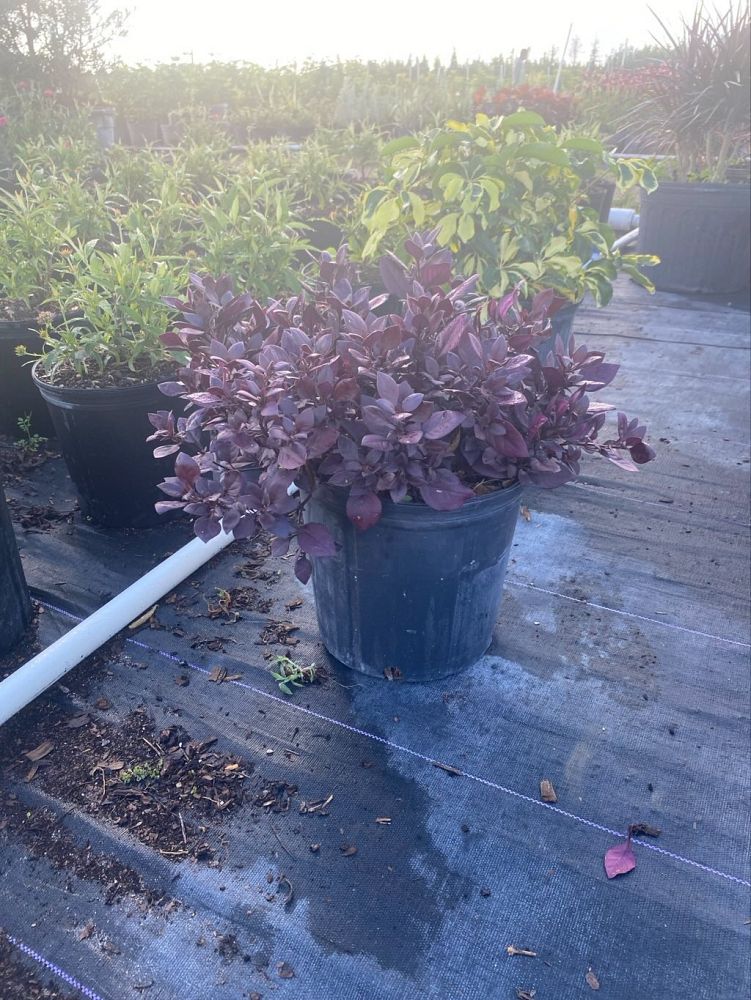 alternanthera-dentata-little-ruby-joseph-s-coat-joyweed