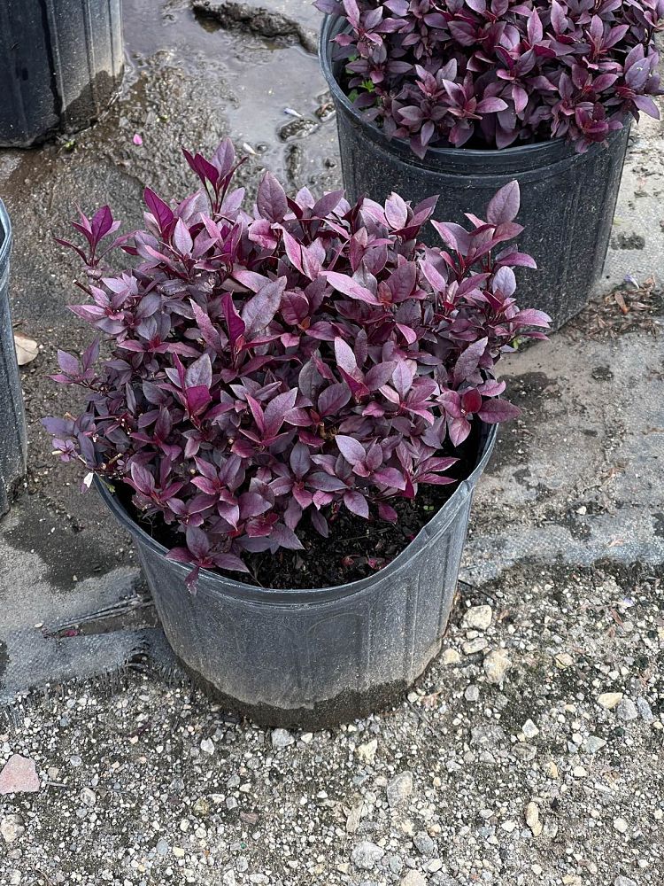 alternanthera-dentata-little-ruby-joseph-s-coat-joyweed