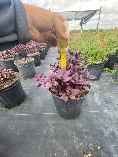 alternanthera-dentata-little-ruby-joseph-s-coat-joyweed