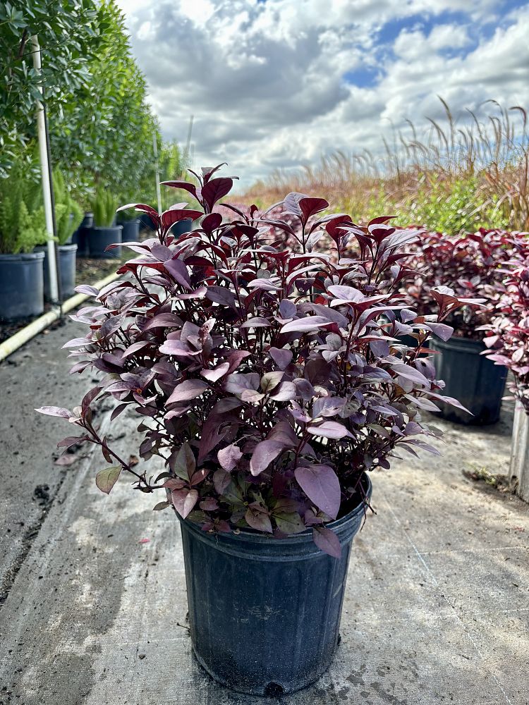 alternanthera-dentata-little-ruby-joseph-s-coat-joyweed