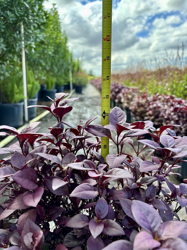 alternanthera-dentata-little-ruby-joseph-s-coat-joyweed