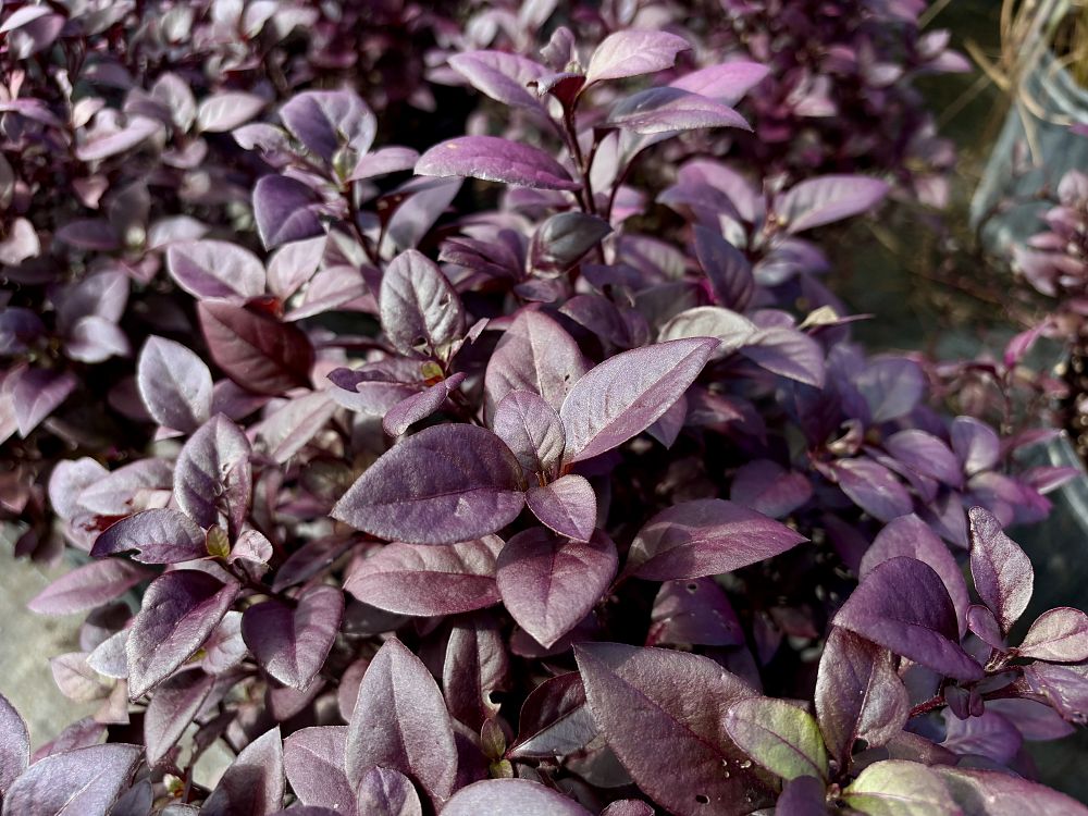 alternanthera-dentata-little-ruby-joseph-s-coat-joyweed